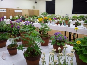 「山野草展」開催！と園地の開花情報