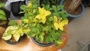 チシマヒョウタンボク