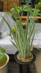 ノハナショウブ