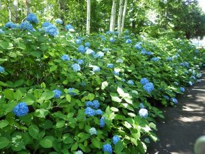 アジサイと休館･新センターオープンについて