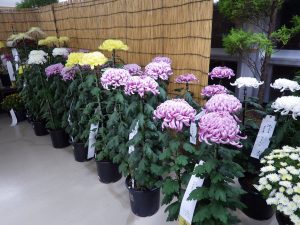 秋を彩る花、菊の展示会が始まります。