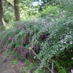 センターだよりと園内の様子