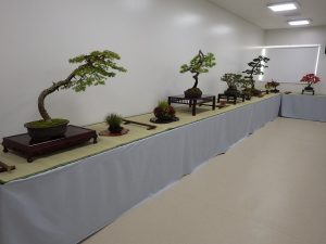 「秋の風流盆栽展」がはじまります