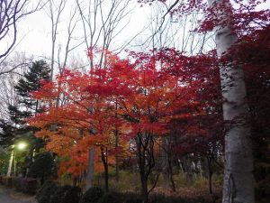 園内の紅葉情報
