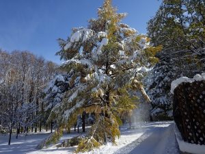 豊平公園内の様子