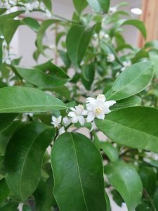 シークワシャー