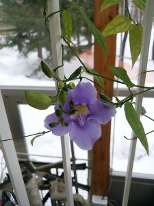 ベンガルハヤカズラ