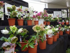 センターだよりとクリスマスローズとコンニャク