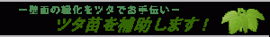 平成29年度春季のツタ苗補助のご案内