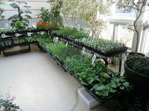 明日からハーブ展！