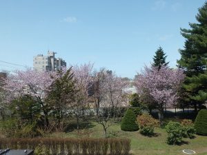 センターだより５月号と園内の開花情報