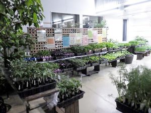 「野菜展」はじまります