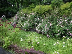 センターだよりと花木園のバラ