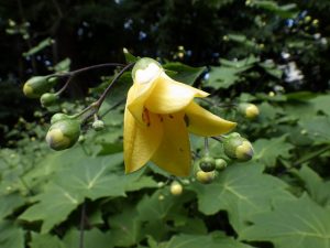 キレンゲショウマ咲き始め