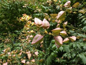 モクゲンジの花の終わりと実