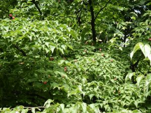 ヤマボウシの実