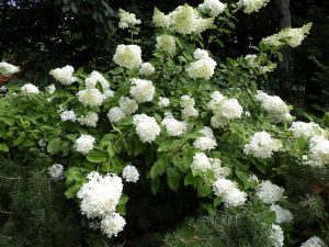 駐車場横ミナズキ