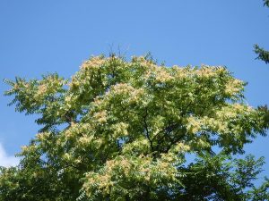 シンジュ（ニワウルシ）の実