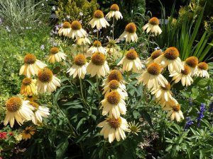 エキナセア　オレンジ色の大株