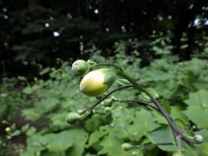 キレンゲショウマ