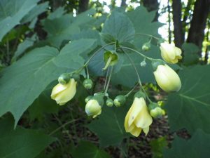 センターだより9月号とキレンゲショウマ