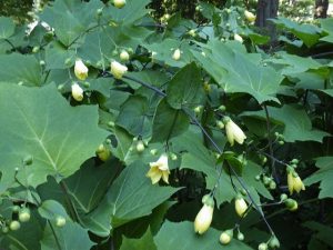 野草園キレンゲショウマ