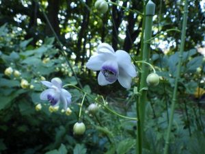 野草園　レンゲショウマ