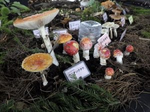 ベニテングタケ