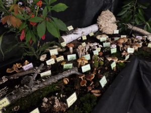 きのこ展警察側