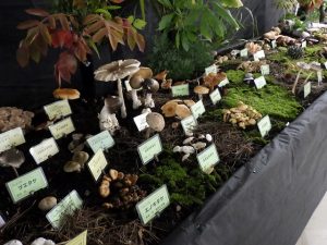 きのこ展まど側