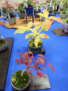 紅葉した雑木たち