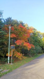 新センター横ハウチワカエデ