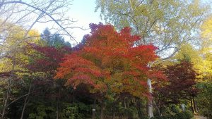 フジ棚裏のヤマモミジ