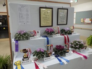 セントポーリア展　入賞