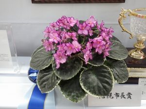 バックアイ　クランベリースパークラー