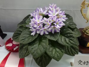 ラベンダードリームSP