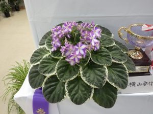 マーズ　マルジグラ