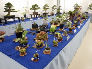 さつき秋季展　中央部分