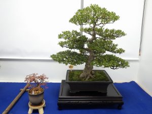 秋のさつき盆栽