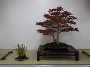 紅葉したモミジ