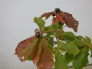 どんぐりつきの盆栽