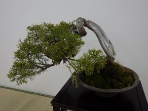 ねじれが入った幹の盆栽