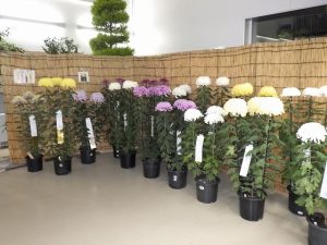 菊花展　3本立て