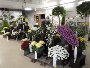 前垂れ・懸崖･だるま･ドーム