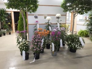 1本立て、杉造り、スプレー