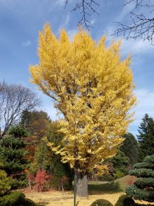 紅葉がきれいです