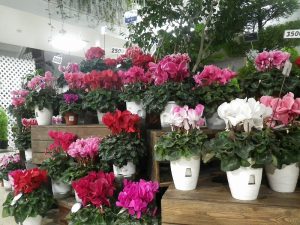 シャコバサボテンとシクラメン展始まります～！