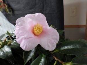 ツバキ”太郎冠者”