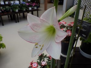 アマリリス「姫君みたい」