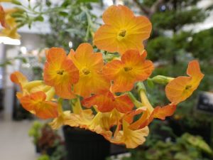 マーマレードブッシュ